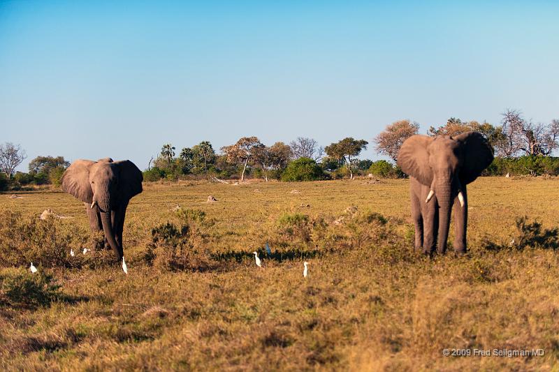 20090616_161621 D3 X1.jpg - Elephants